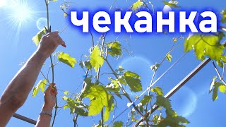 Чеканка побегов винограда.