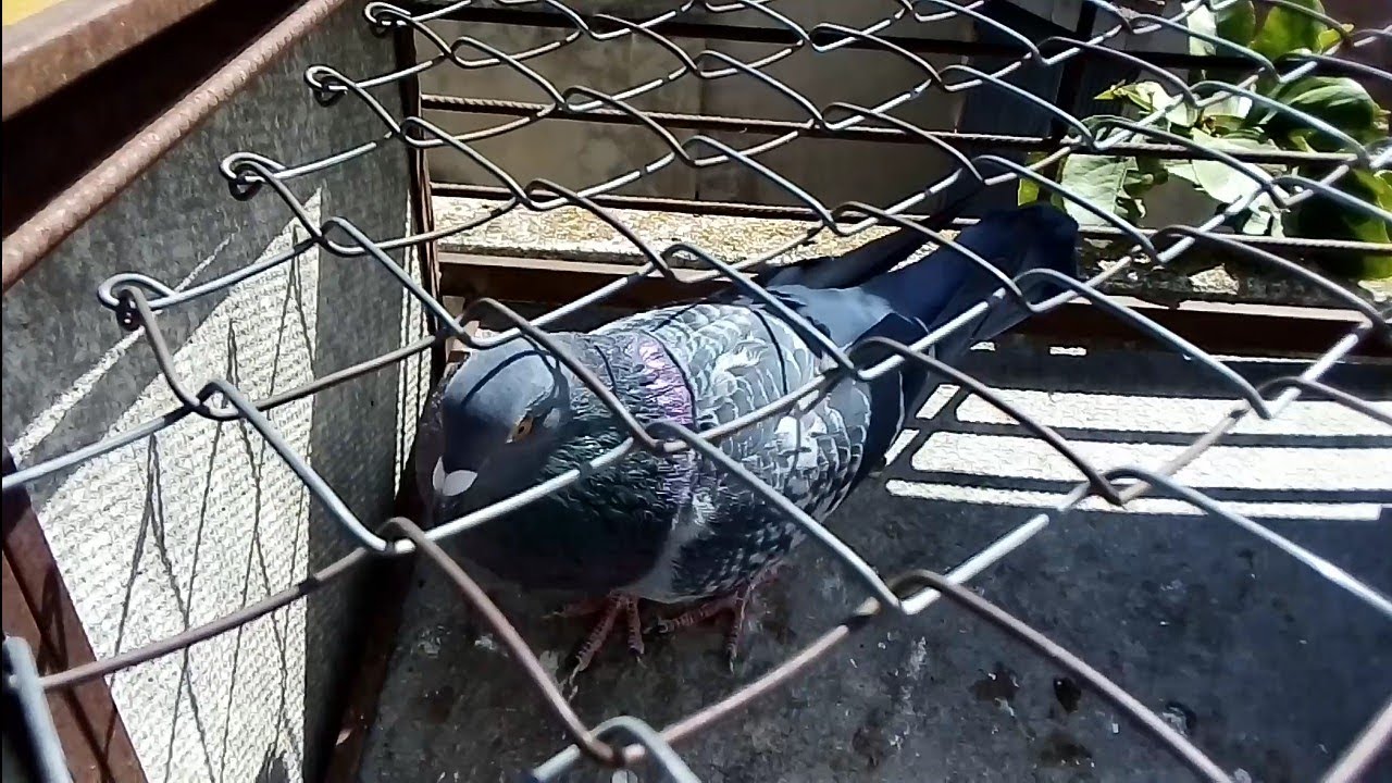 Palomos de trabajo.. Cruze de mensajero con deportivo...cullera. Valencia