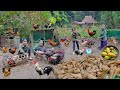 Harvesting Yam Bean (Jicama Root), selling chicken to people - Building Free Life