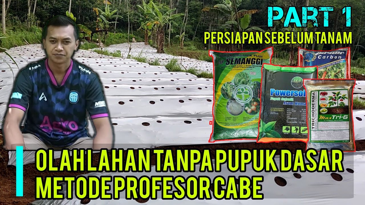 Lengkap! Pengolahan Lahan Tanpa Pupuk Dasar Dimusim Hujan Ala Profesor Cabe