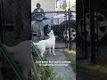 Deaf And Blind Dog Recognizes When Dad Comes Home!