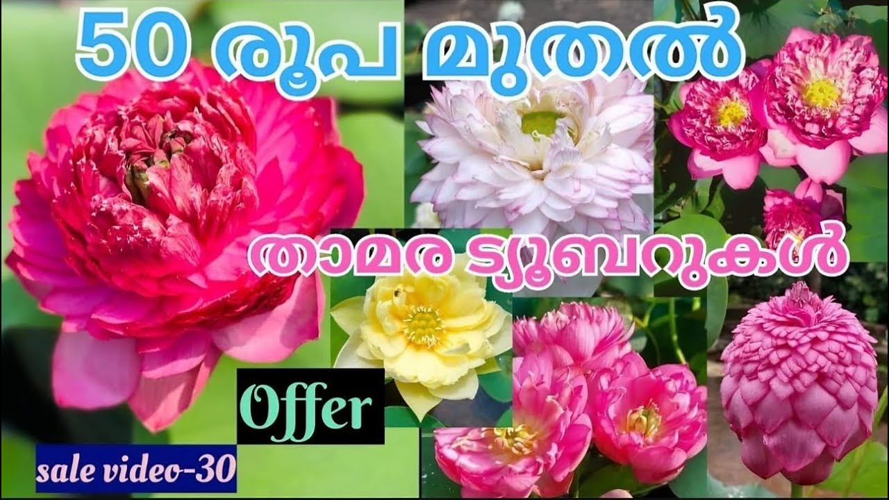 lotus tuber for sale @mmgreenworld