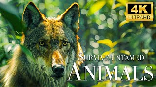 Survive Untamed Animals 4K  Exploring Diverse Ecosystems & Fascinating Creatures with Relax Music
