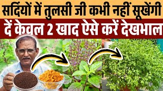 सर्दियों में एक चम्मच यह आपके सूखी हुई तुलसी को हरा भरा कर देगा|Tulsi plant care tips and Fertilizer