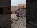 الرحله الحمار انتهت بالنجاح