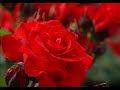 ✨ #薔薇のしずく ショートバージョン♪ #ロマンティック歌謡 原曲キー 👉 #竹島宏 Covered by Utanoyatai