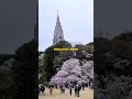Don't Go to These Cherry Blossom Spots in Tokyo, 2025