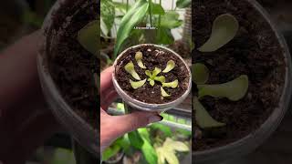 Have fungus gnats? Grow a couple of these Pinguicula & they’ll catch them! 🌿