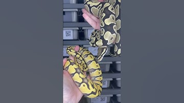 Desert Ghost & Pastel Desert Ghost 🥰 #ballpython #desertghost #ballpythonbreeder #ballpythonmorph