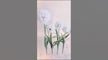 Bồ công anh hoa giấy gạo ( dandelion wafer ) #fancyfondant #tutorial #waferflower #dandelions