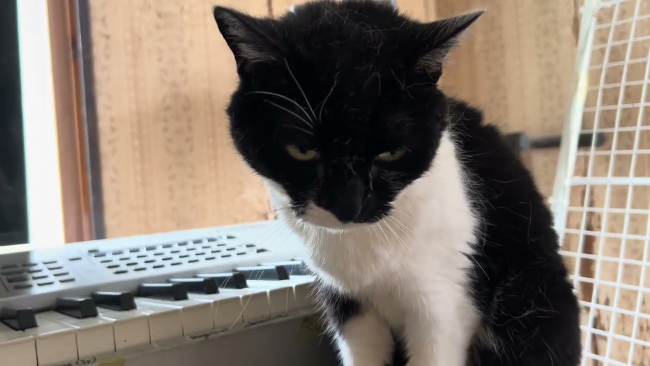 毎日一猫(20260719) - YouTube