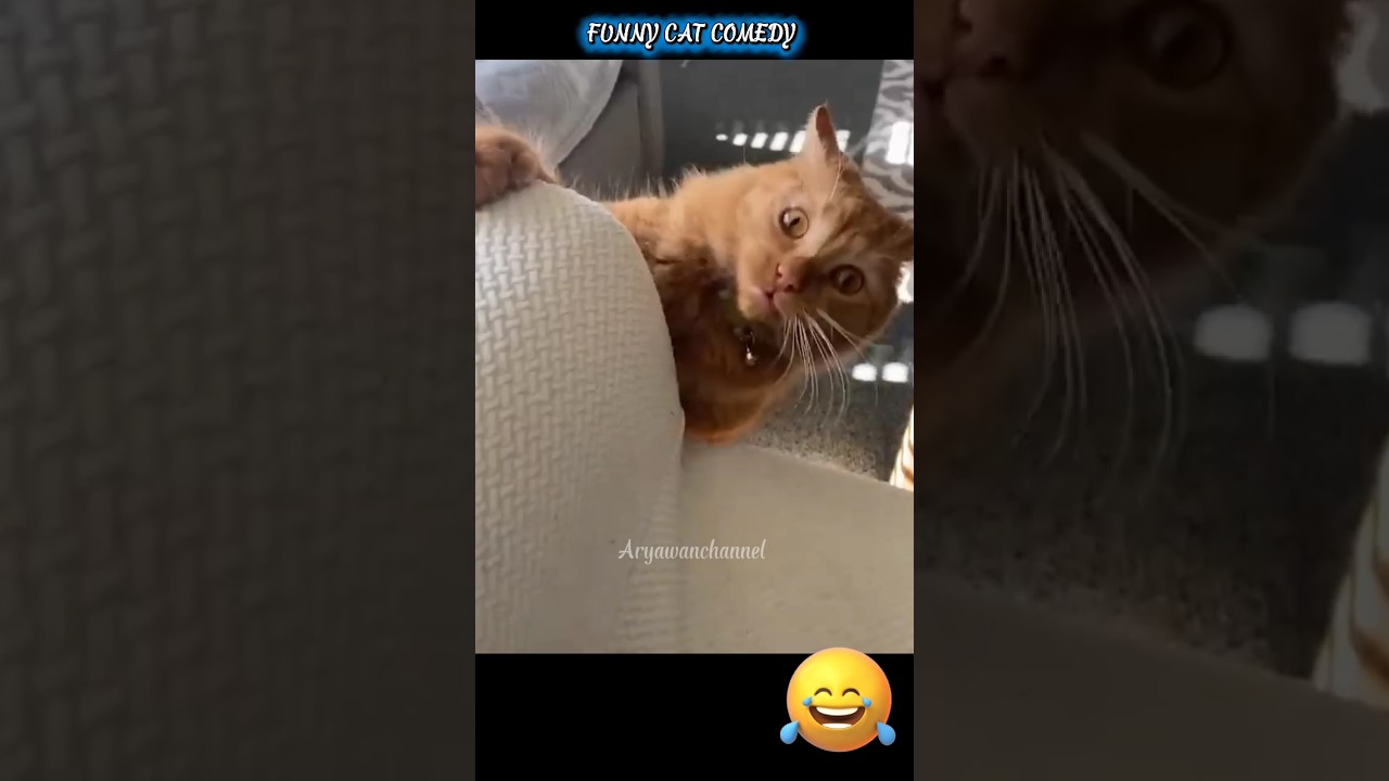 ¡Este Gato Te Hará Llorar de Risa! 😹