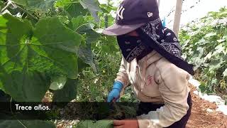 Trabajo Infantil en los Pinos en el Valle de San Quintin
