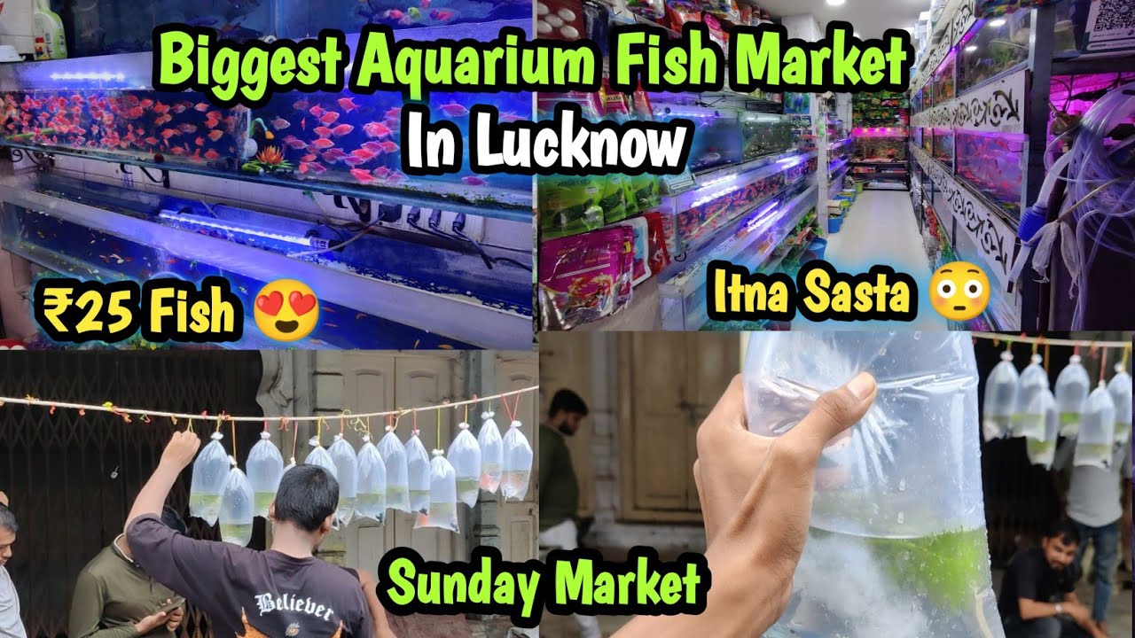 ₹25 Fish 😍 Lucknow Biggest and Cheapest Fish and pet Market YouTube