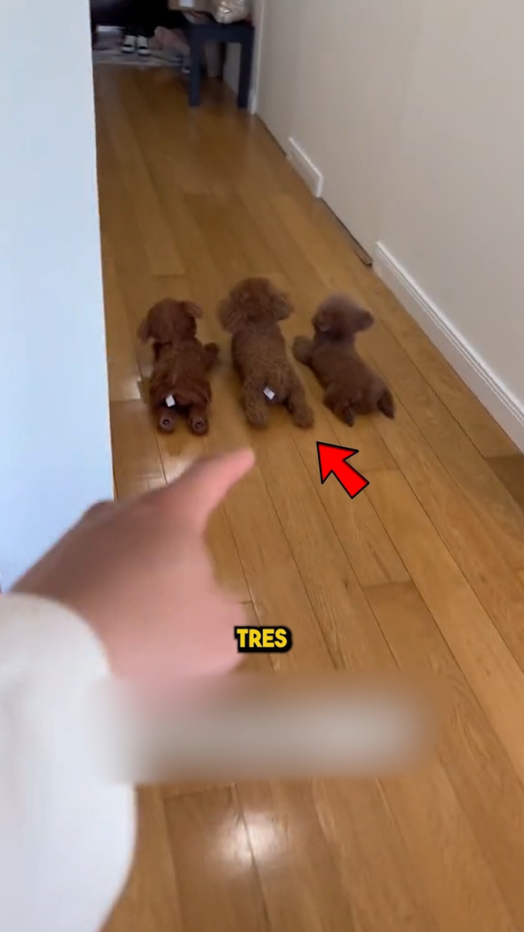 ¡No puedes dejar de ver a este perro! ??