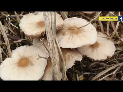 تعرف على أكثر 3 أنواع من الفطر السام وتجنبه لأنه كفيل بقتل عائلة بأكملها