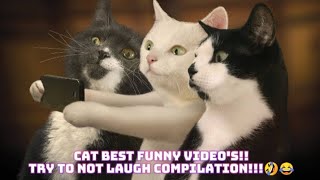 Cat Best Funny Video's!!Try to not laugh compilation!!🤣😂 @BabyCatyFun