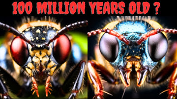 Survivors of Time: The Insects That Outlived the Dinosaurs