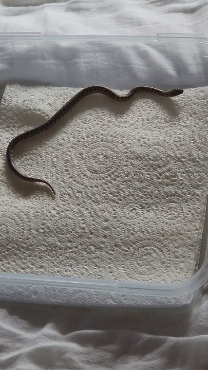 Pygmy banded python. - YouTube