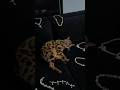 Bakis jewelry #bengalcat #leopardcat #californiabengals #catpov #fyppp #shorts