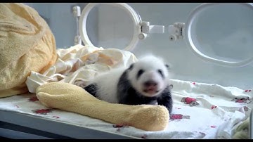 Pandas, the journey home