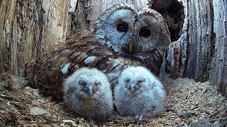 Wild Tawny Owls Adopt 6 Orphaned Owlets | Full Story | Luna \& Bomber | Robert E Fuller