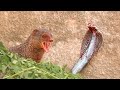 Snake (Cobra) vs Mongoose real fight and the  Most Amazing Attack of Animals .snake vs mongoose