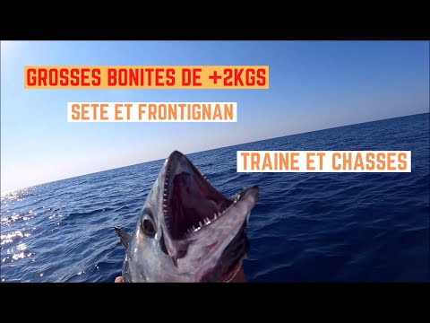 GROSSES BONITES entre SÈTE et FRONTIGNAN, C'EST PARTI !!