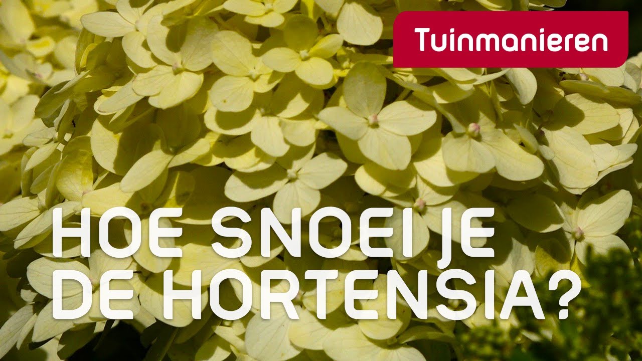 hortensia snoeien winter hortensia snoeien winter