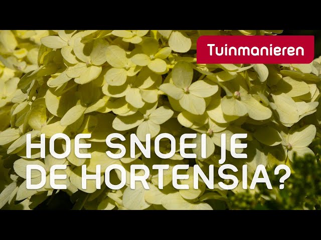 Hortensia Snoeien Op Drie Manieren | Tuinmanieren - Youtube