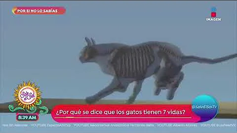 ¿Por qué dicen que los gatos tienen nueve vidas?