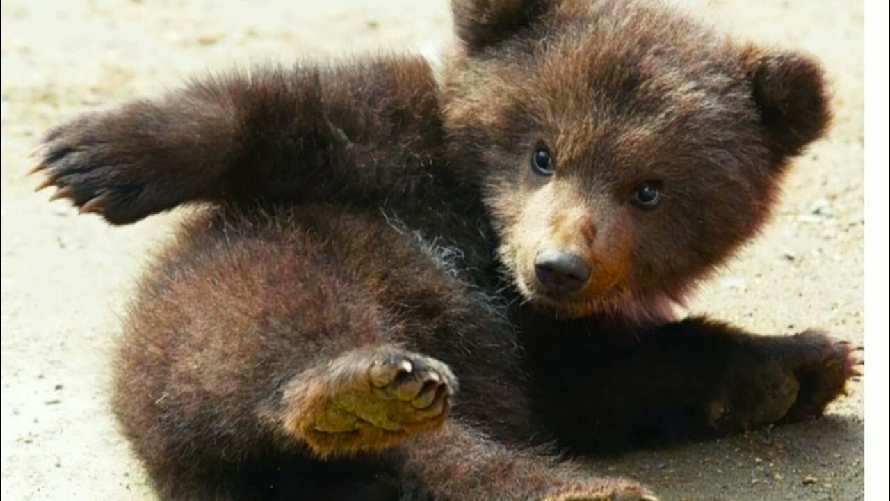 В Центре Пажетновых Тверской области медвежатам устроили сливово-яблочный пир