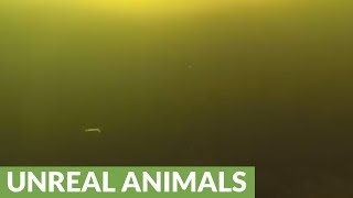 Rare under ice footage of northern pike striking lures