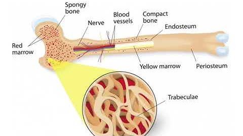 Class V Science Chapter 4 Video 1