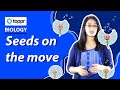 Seeds on the move | Seeds and seeds | Class 5 EVS (CBSE/NCERT)