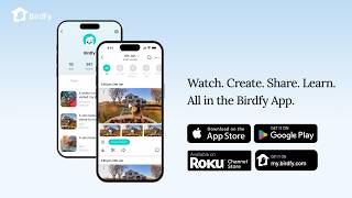 New in Birdfy: Create Your Own Bird Clips to Share screenshot 4