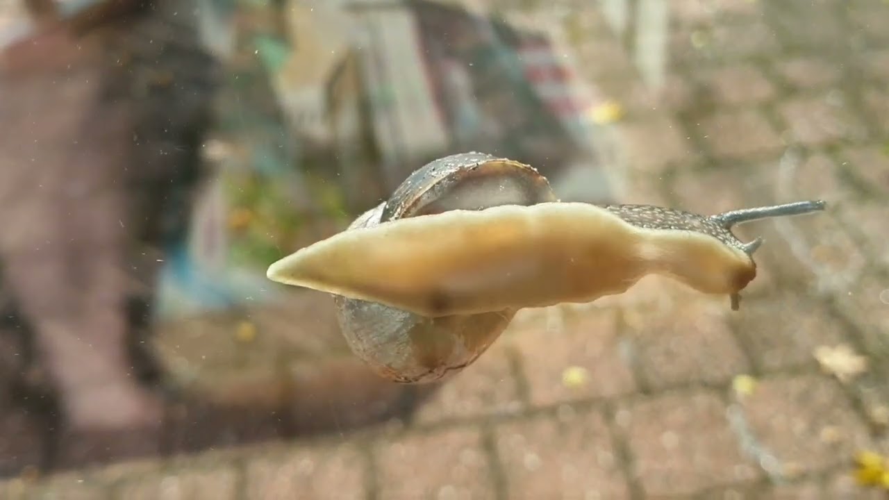 Natuur/Nature 201/Wijngaardslak Dichtbij/Slakkengang/Helix Pomatia/5 September 2024