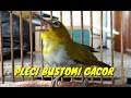 Suara Pleci Betina Birahi Manjur Memancing Suara Jantan Gacor Full Mp3 - Mp4 Download