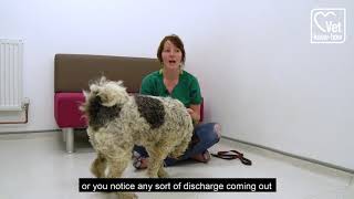 How do you clean dogs ears? by Vet's Klinic 945 views 3 years ago 1 minute, 52 seconds