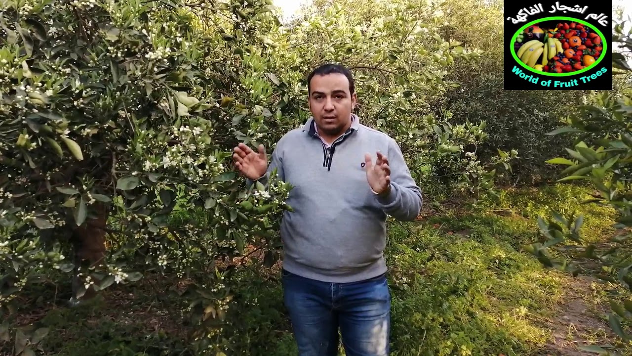 كيفيه الحصول علي اكبر  انتاج لاشجار الموالح