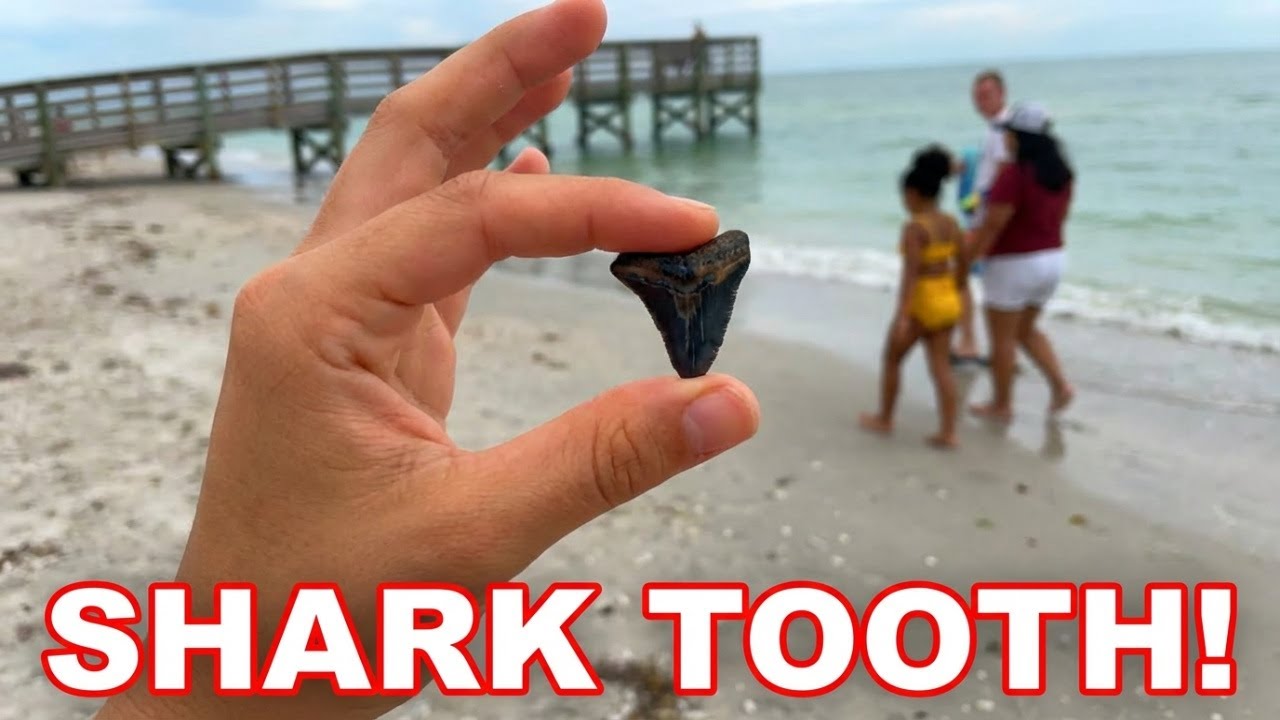Shark Teeth Hunting at Venice Beach Florida | Family Beach Day Vlog