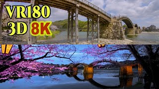 [ 8K 3D VR180 ]  錦帯橋と桜（山口県 岩国市） Kintai-kyo bridge surrounded by cherry blossoms in Yamaguchi,Japan