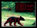 The Jacobs Creature:  Photo Analysis
