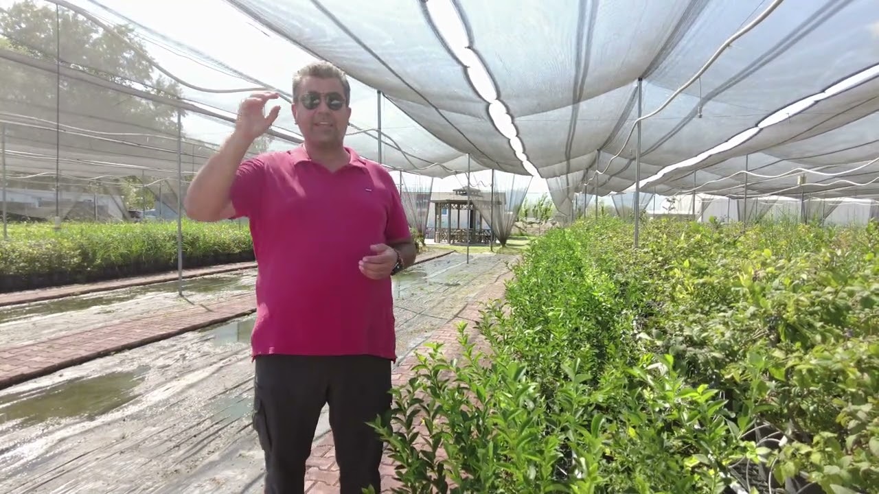 BLUEBERRY (MAVİYEMİŞ) YETİŞTİRİCİLİĞİNDE ASİT KULLANIMI VE KALSİYUM (Ca) UYGULAMALARI