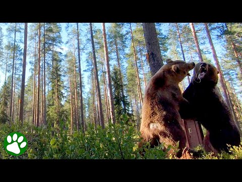 Heftiger Bärenkampf auf Video festgehalten