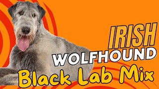 Irish Wolfhound Black Lab Mix🐾