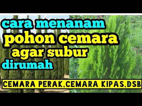 Video: Berapa cepat pokok cemara tumbuh?