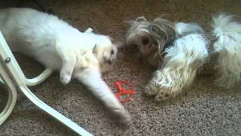 Video 1649551: tonkinese cat kittens, tonkinese cat playing, cats balinese kittens, cat dog playing