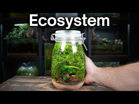 Building a Self-Sustaining Mini Aquarium in a Jar!