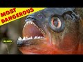 Top 10 Most Dangerous Animals Brazil Amazonia 